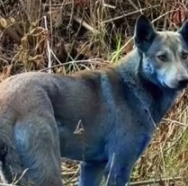Blue Dogs of Chernobyl: Radiation, Mutation, or Something Else? photo